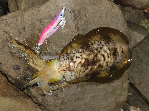 アオリイカの釣果