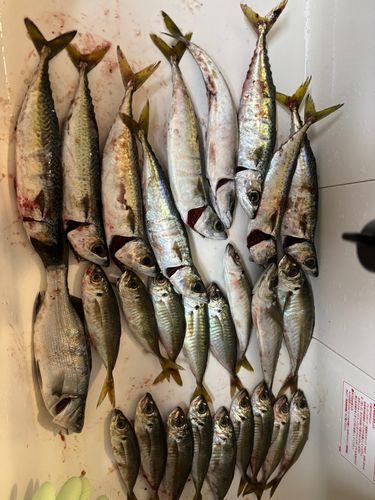 アジの釣果