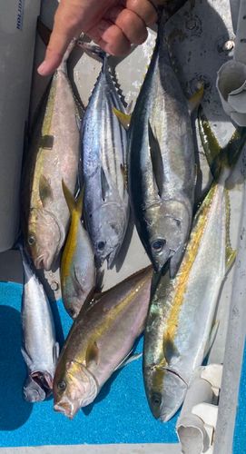 カンパチの釣果