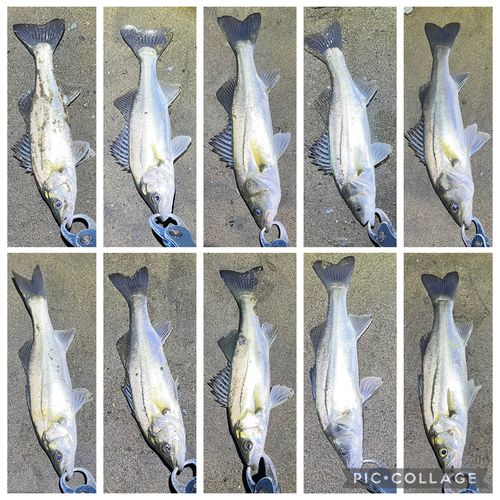 シーバスの釣果