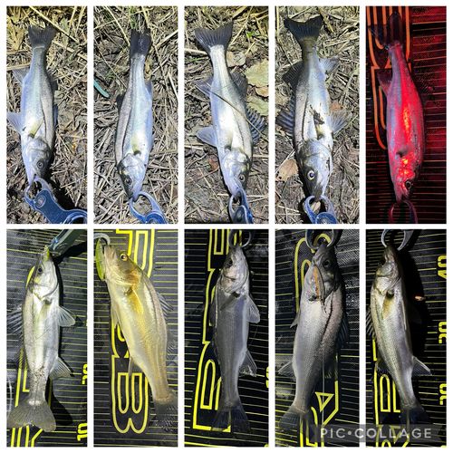 シーバスの釣果