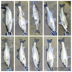 シーバスの釣果