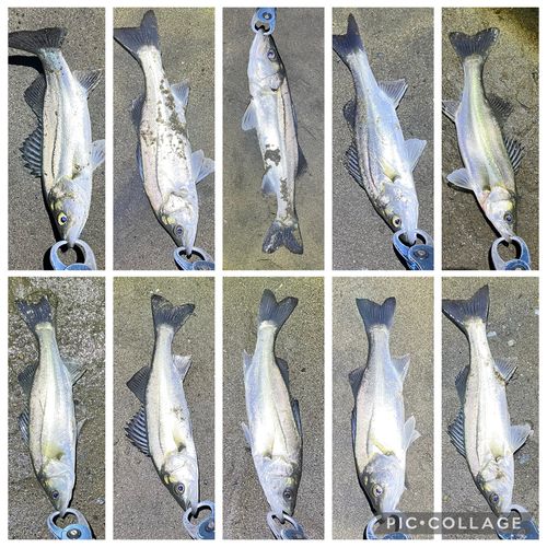 シーバスの釣果