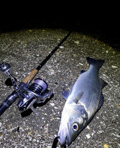 ヒラスズキの釣果