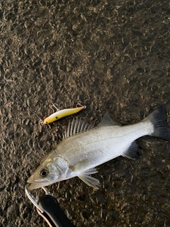 セイゴ（ヒラスズキ）の釣果