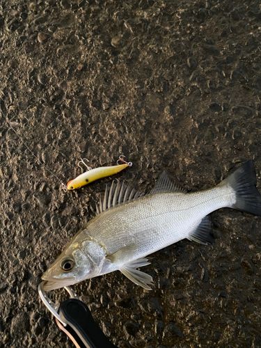 セイゴ（ヒラスズキ）の釣果