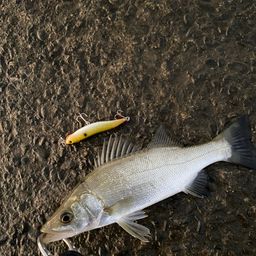 セイゴ（ヒラスズキ）