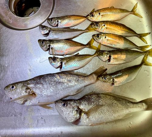 アジの釣果