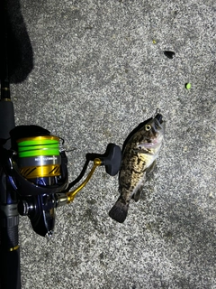 クロソイの釣果