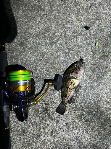 クロソイの釣果