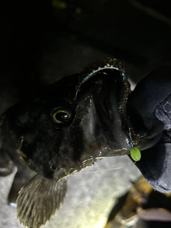 クロソイの釣果