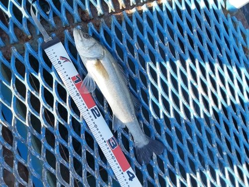 オリジナルメーカー海釣り公園