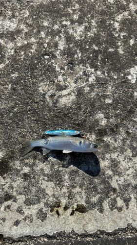 ウシノシタの釣果