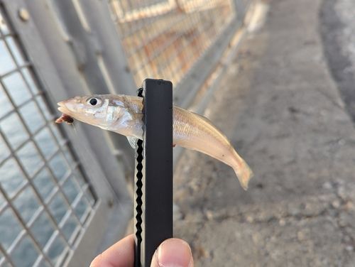 シロギスの釣果