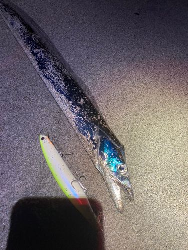 タチウオの釣果