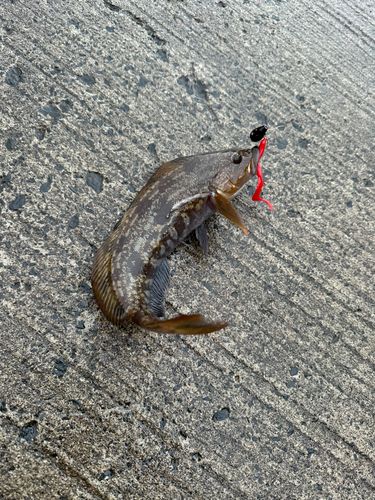 アイナメの釣果