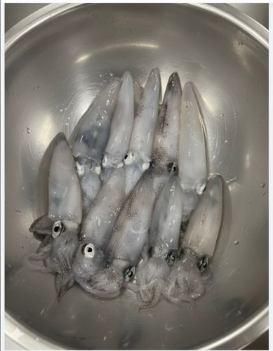 ヒイカの釣果
