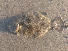 ヒラメの釣果