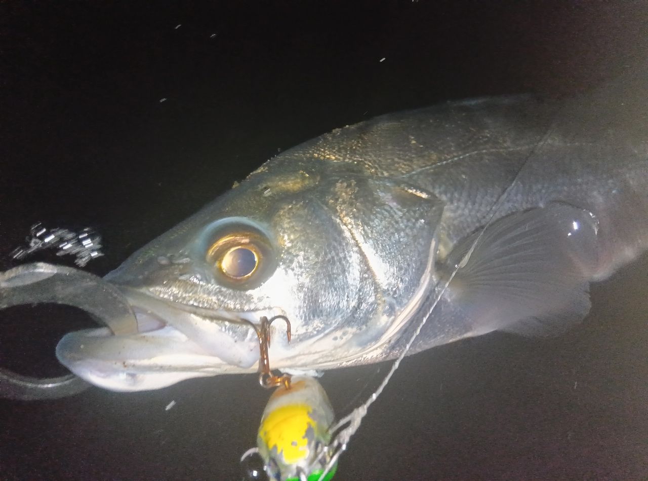 SHIMANO ネッサ CI4+ S108MSTの最安値・インプレ・釣果 | 本音の口コミ