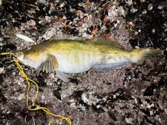 アブラコの釣果