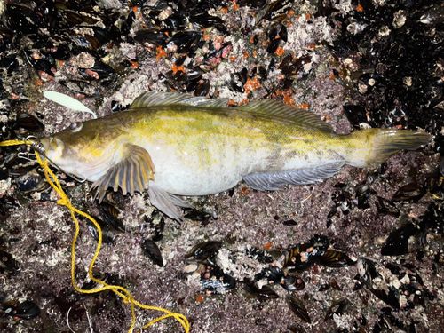 アブラコの釣果