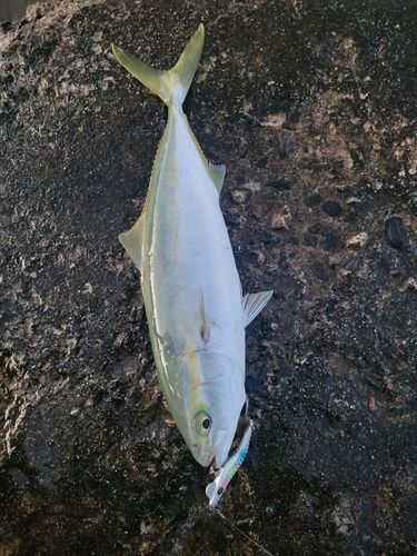 コゾクラの釣果