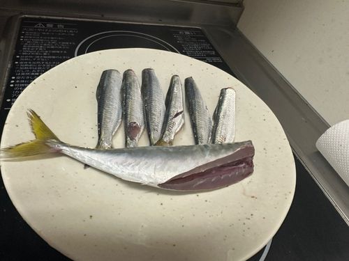 サバの釣果