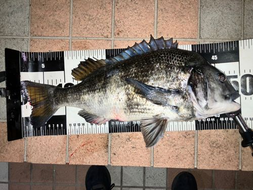 クロダイの釣果