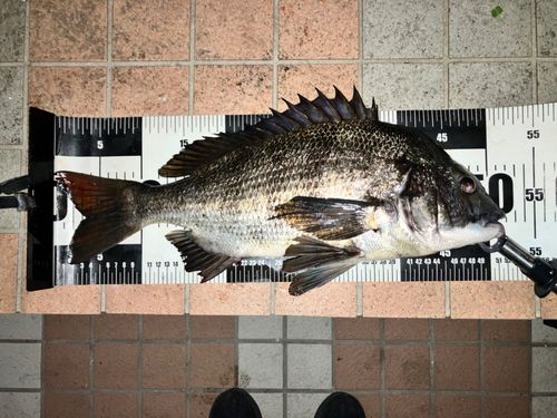 クロダイの釣果