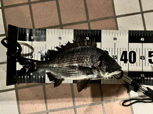 クロダイの釣果