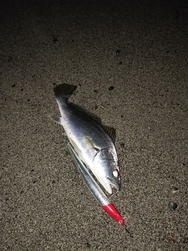ニベの釣果