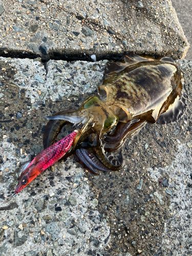 アオリイカの釣果