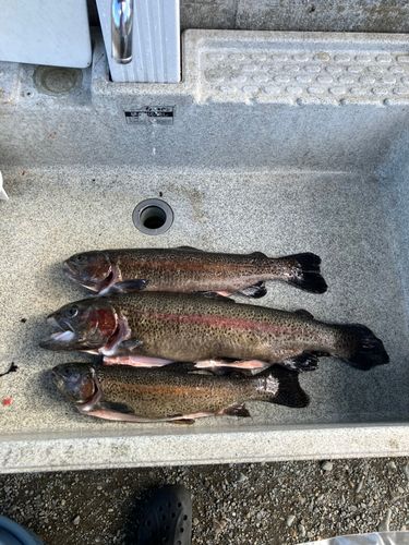 ニジマスの釣果