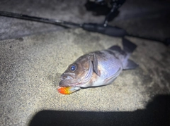 シロメバルの釣果