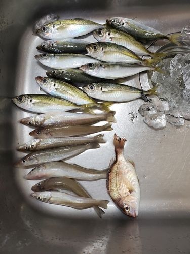 マアジの釣果