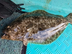 ヒラメの釣果