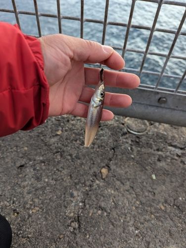 シロギスの釣果