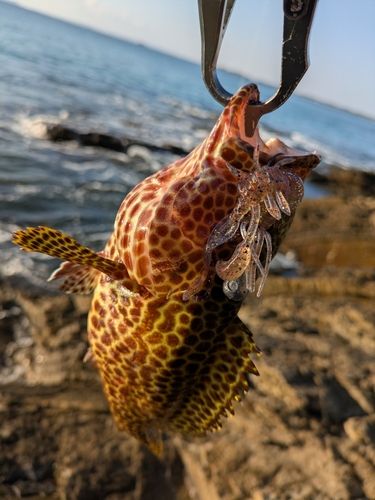 イシミーバイの釣果