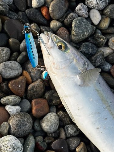 ツバイソの釣果