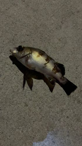 金沢水際線緑地（福浦岸壁）