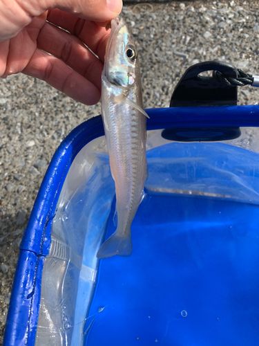 シロギスの釣果