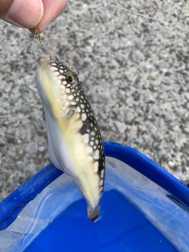 コモンフグの釣果