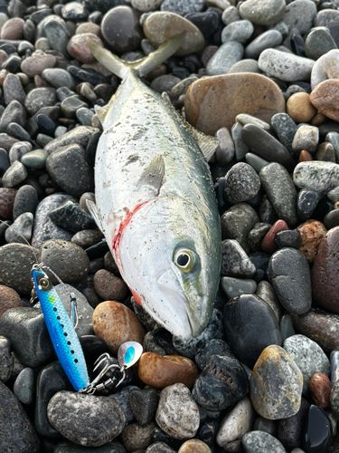 ツバイソの釣果