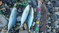 ヒラメの釣果