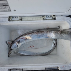 タチウオの釣果