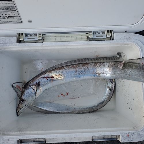 タチウオの釣果