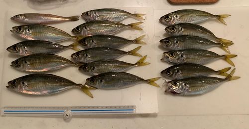 マアジの釣果