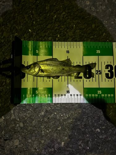 若洲海浜公園海釣り施設