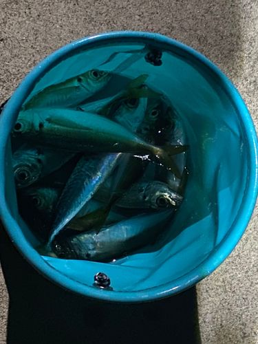 三陸海岸（宮城）