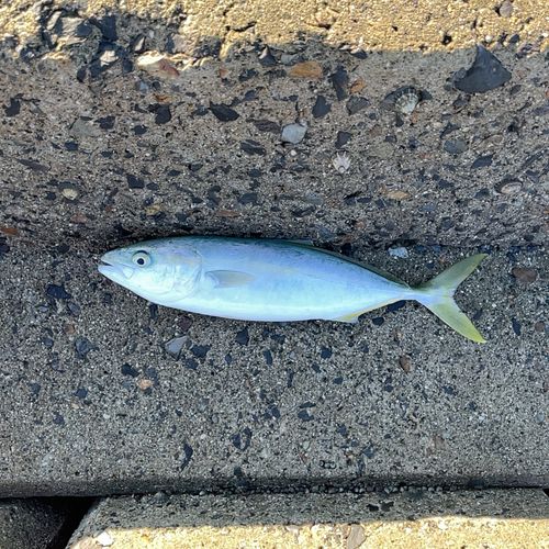 ワカナゴの釣果
